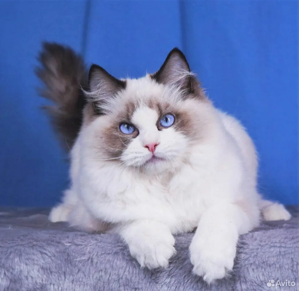 Порода котов тряпичная кукла фото Котенок мальчик рэгдолл.(Тряпичная кукла) Ragdoll купить на Зозу.ру