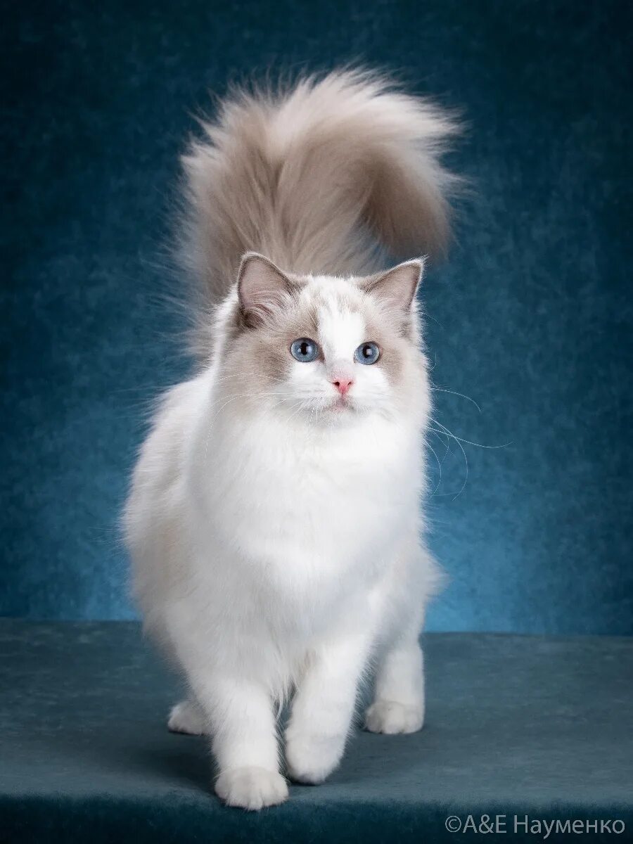 Порода котов тряпичная кукла фото Ragdoll cattery CareForPets*RU - Кошки породы рэгдолл в Москве