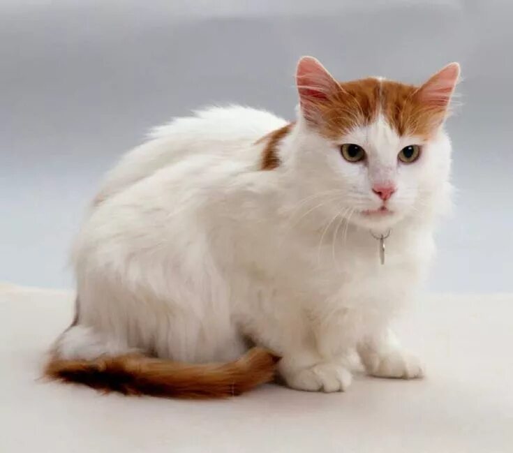 Порода котов турецкий ван фото и описание Turkish Van Cat #vancats #turkishvancat #catbreeds Angora cats, Turkish van cats