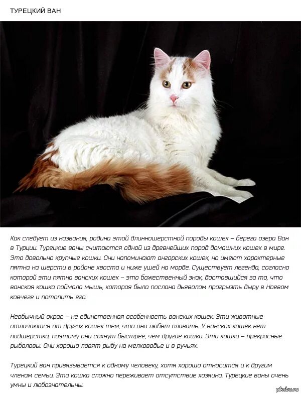 Turkish Van Cat Breed Info: Pictures, Temperament & Traits - Catster