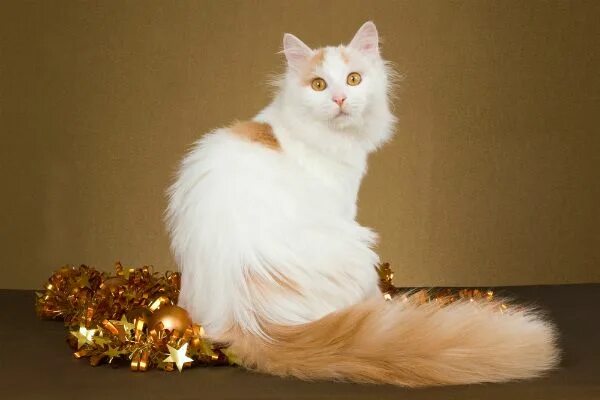 Порода котов турецкий ван фото и описание 5 Purebred Cat Breeds I'd Have a Hard Time Saying No To Purebred cats, Turkish v