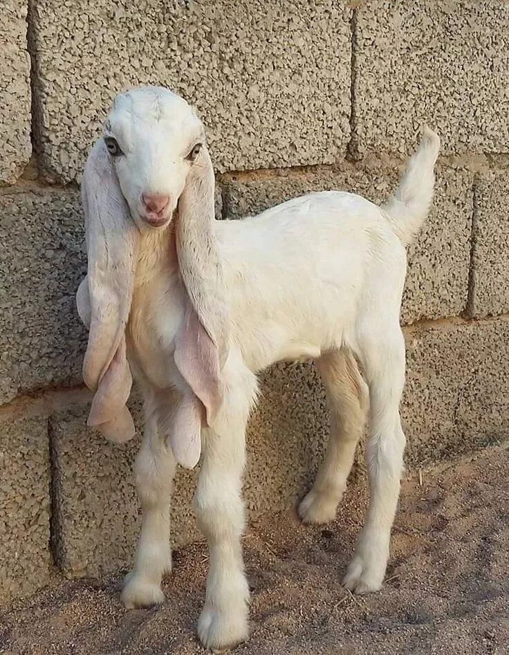 Порода коз с длинными ушами фото A breed of goat from Pakistan! A gorgeous little face, and such very long ears!?