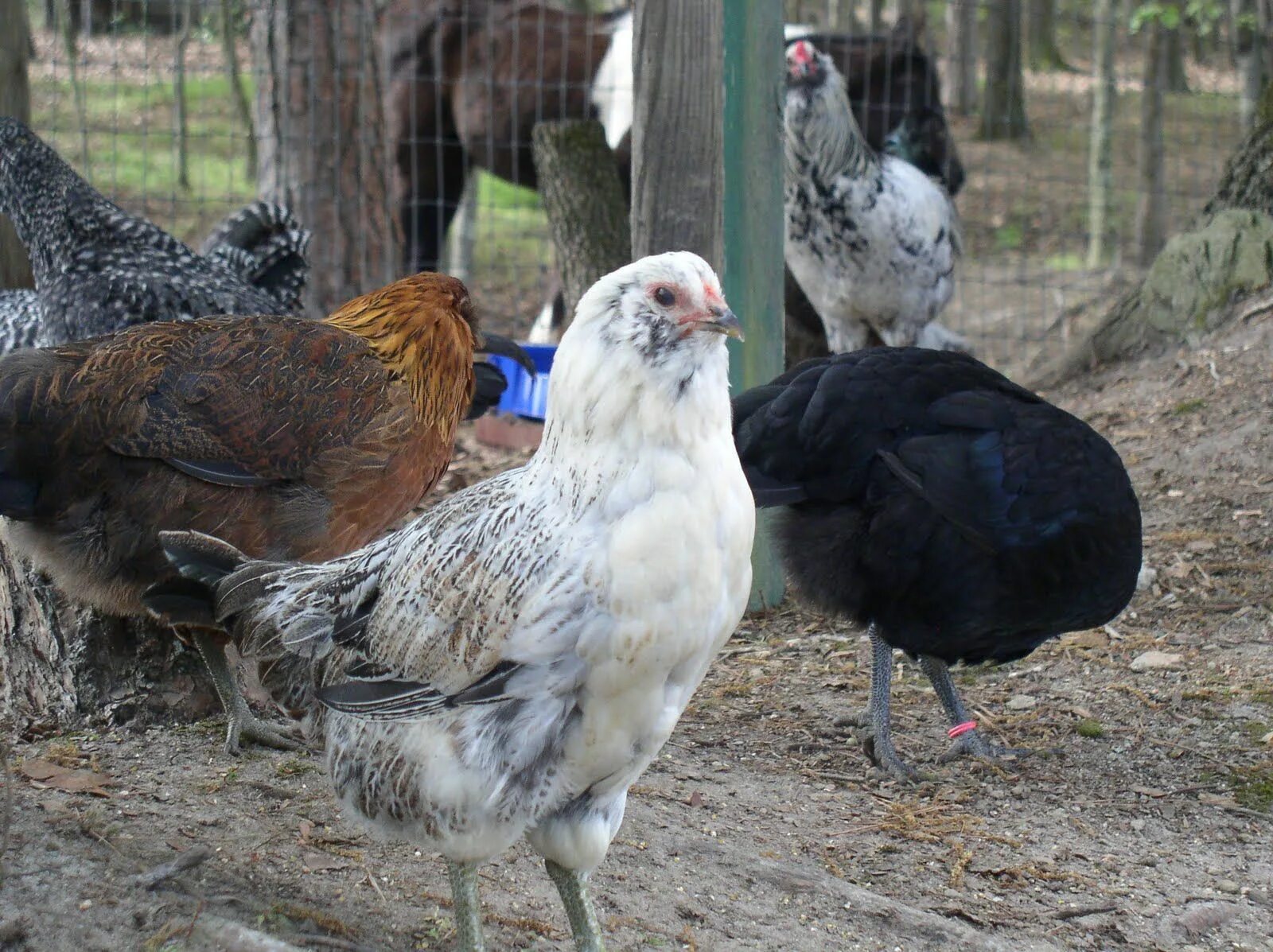 Порода кур амераукана фото и описание Ameraucana Chicken (Ayam ameraucana) Cyberyaqin Egg laying chickens, Chickens ba