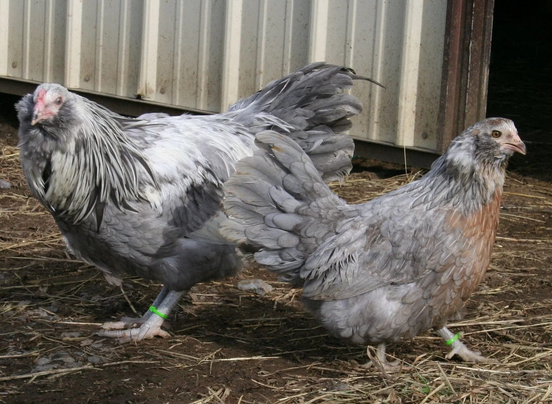 Порода кур амераукана фото и описание Blue Silver Ameraucanas Barnyard buddies, Chicken breeds, Ameraucana chicken