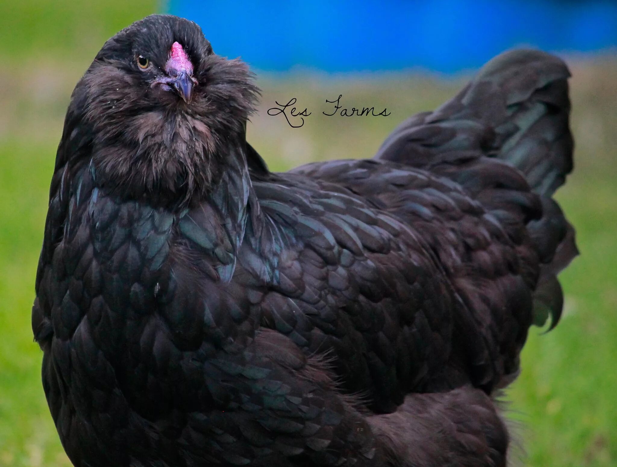 Порода кур амераукана фото и описание black ameraucana Chickens backyard, Chicken breeds, Ameraucana chicken