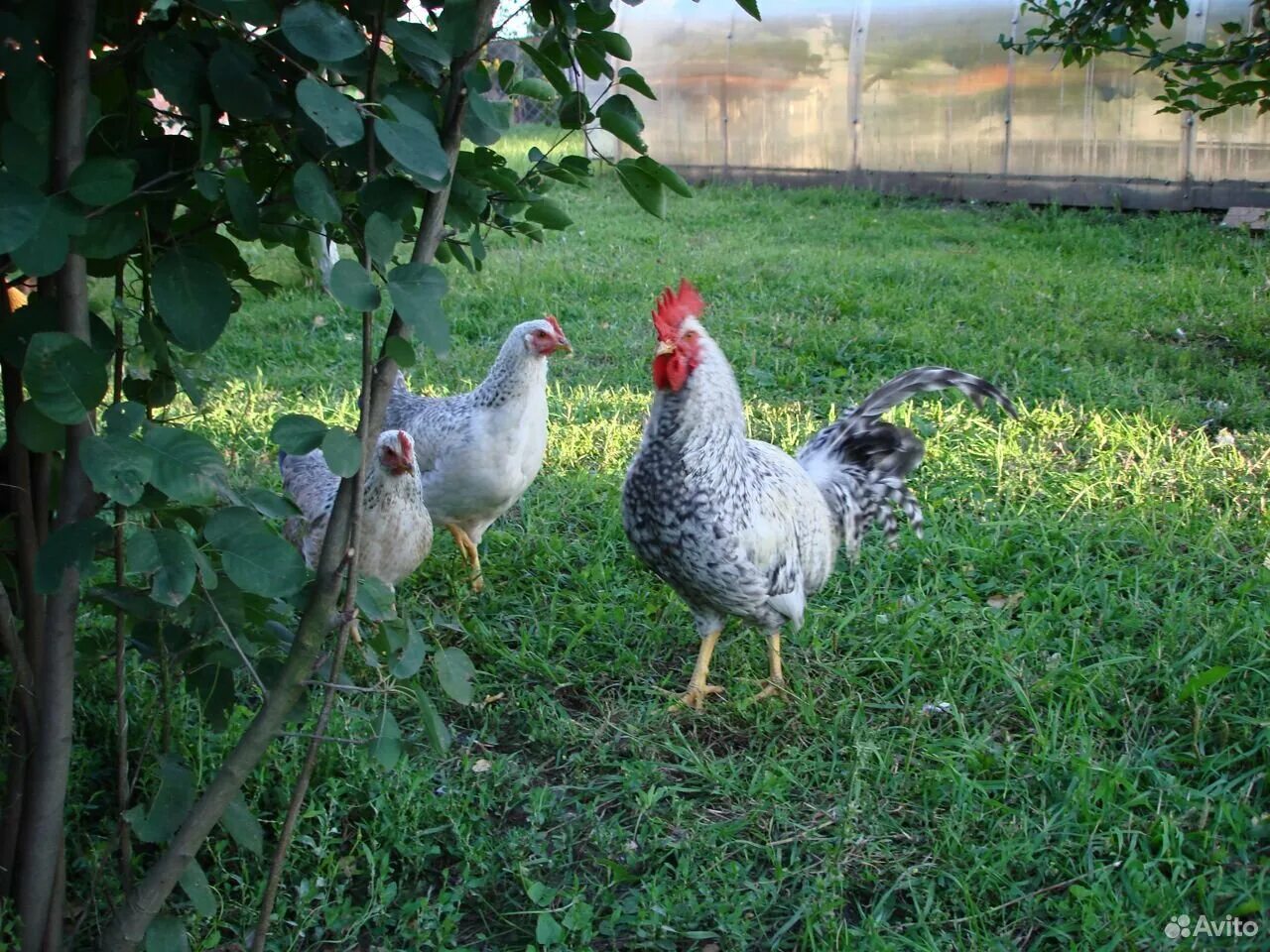 Личное подсобное хозяйство, egg and poultry meat, Udmurtian Republic, Syumsinski