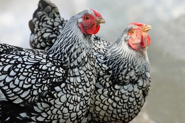 Порода кур фото цены Chicken Symbolism Chicken breeds, Silver laced wyandotte chickens, Wyandotte chi