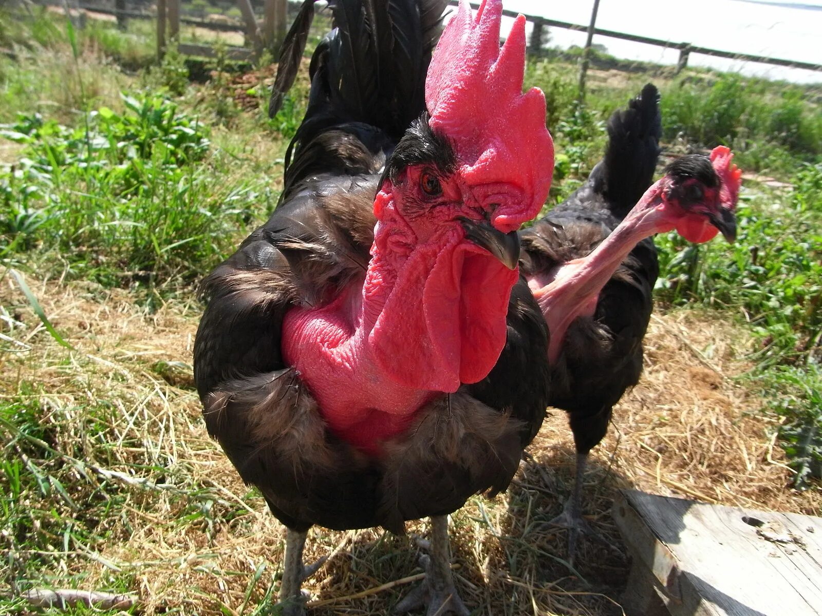 Порода кур голошейки фото File:Naked neck rooster.jpg - Wikipedia