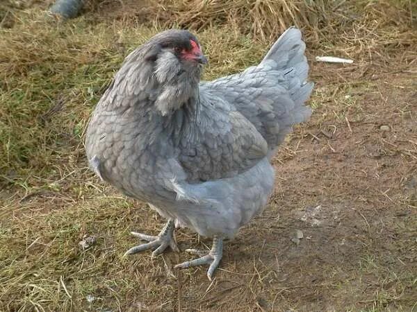 Порода кур голубой фото и описание Chickens That Lay Colorful Eggs - Info on the Chicken that Laid the Egg Egg layi