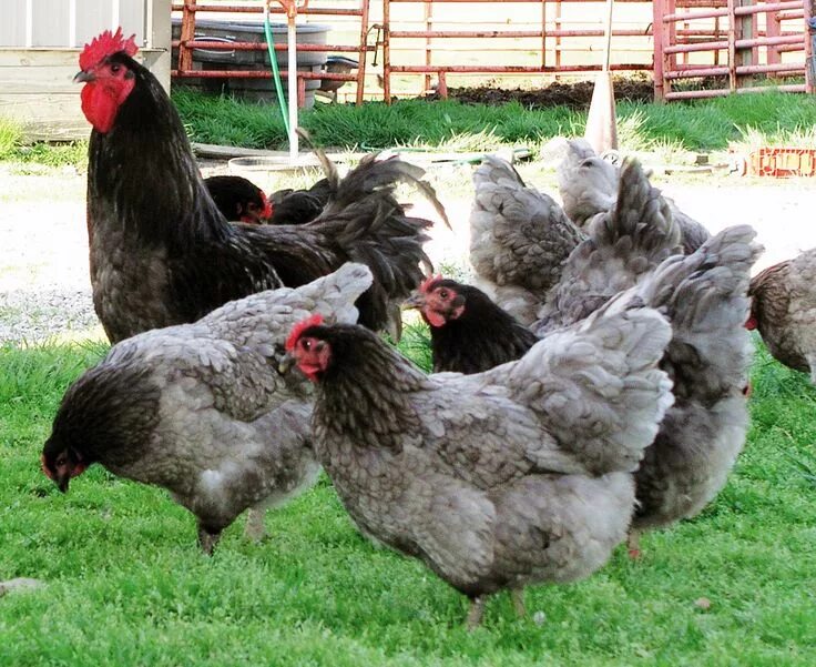 Порода кур голубой фото и описание The Jersey Giant Chicken: An Outstanding Heritage Meat Breed - Backyard Poultry 