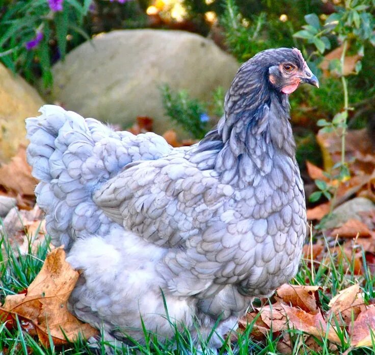 Порода кур голубой фото и описание Pretty hen. Fancy chickens, Cochin chickens, Beautiful chickens