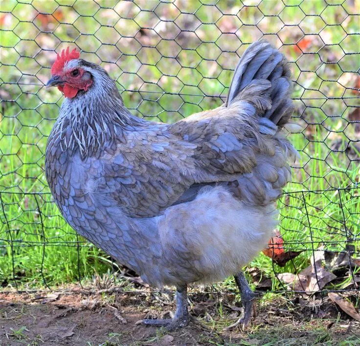 Порода кур голубой фото и описание Blue Birchen Marans- Greenfire Fancy chickens, Beautiful chickens, Laying chicke