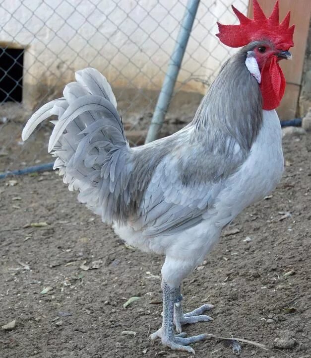 Порода кур голубой фото и описание Blue chickens thread Pet chickens, Chickens backyard, Chicken breeds