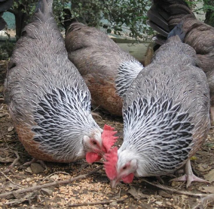 Порода кур грей фото Silver Grey Dorking hens Fancy chickens, Chickens backyard, Beautiful chickens