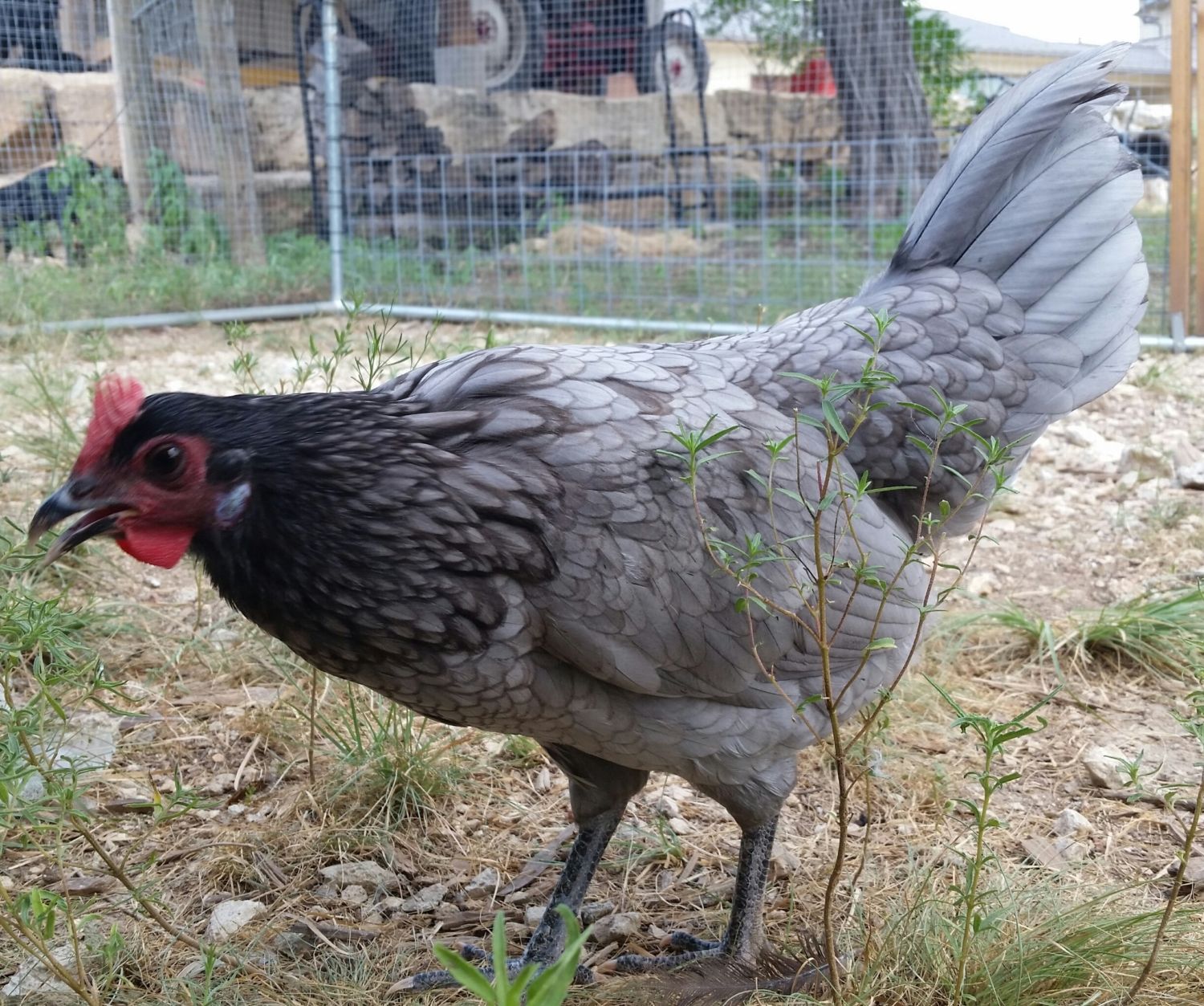 Порода кур грей фото Grey Chicken - my daughter picked from mix chick tub... any clue on breed or gen