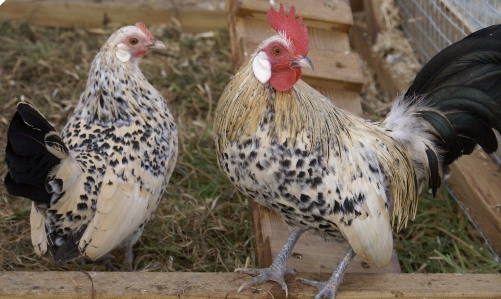 Порода кур коралл фото и описание dutch lemon porcelain bantams Brahma rooster, Chicken breeds, Breeds