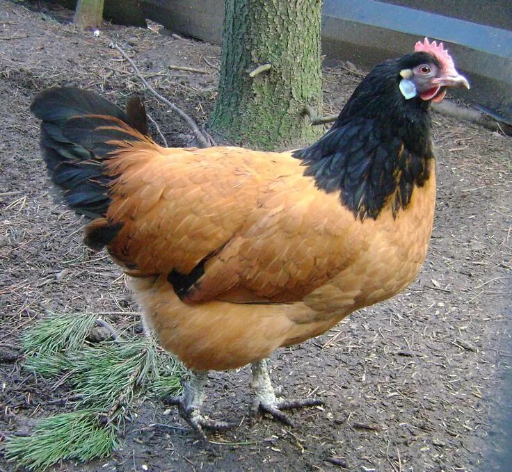 Порода кур коричневая фото Pin by Sivaji Raju on chikenbreeds Chicken breeds, Chickens backyard, Pet chicke