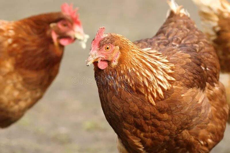 Порода кур коричневая фото Portrait of a Brown Hen at the Farm Stock Image - Image of beak, bird: 67406901