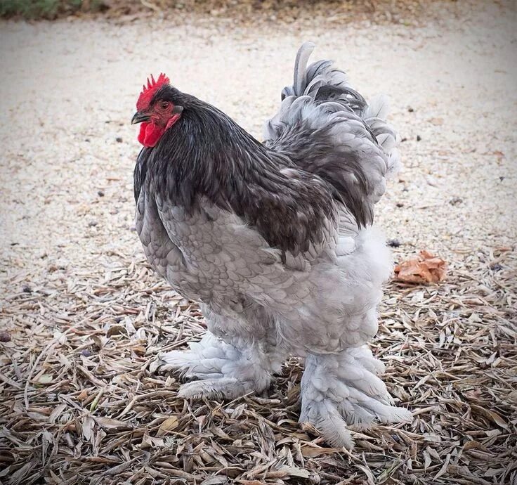 Порода кур крупных пород фото Giant Cochin Chicken Howard, our Magnificent Rooster