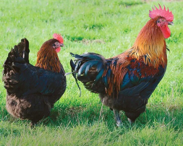 Порода кур маран фото отзывы Coq et poule Marans noirs à camail cuivré Rooster, Maran, Animals