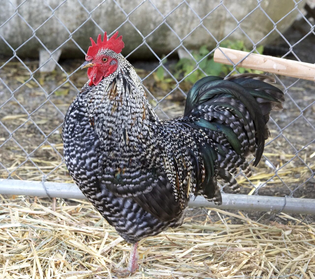 Порода кур мастер фото File:Barred Plymouth Rock Rooster 001.jpg - Wikipedia