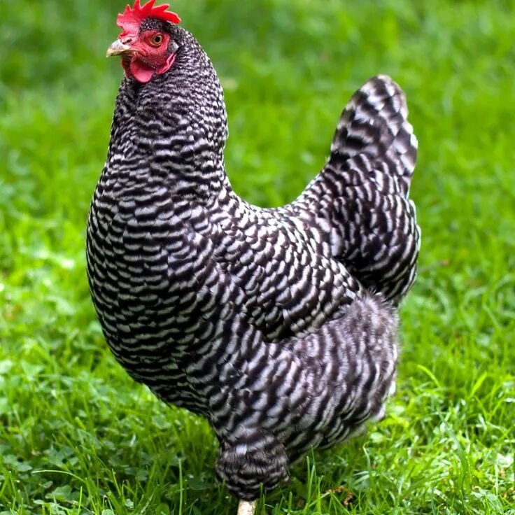 Порода кур мастер фото barred plymouth rock chicken Chicken breeds, Chickens backyard breeds, Chickens 