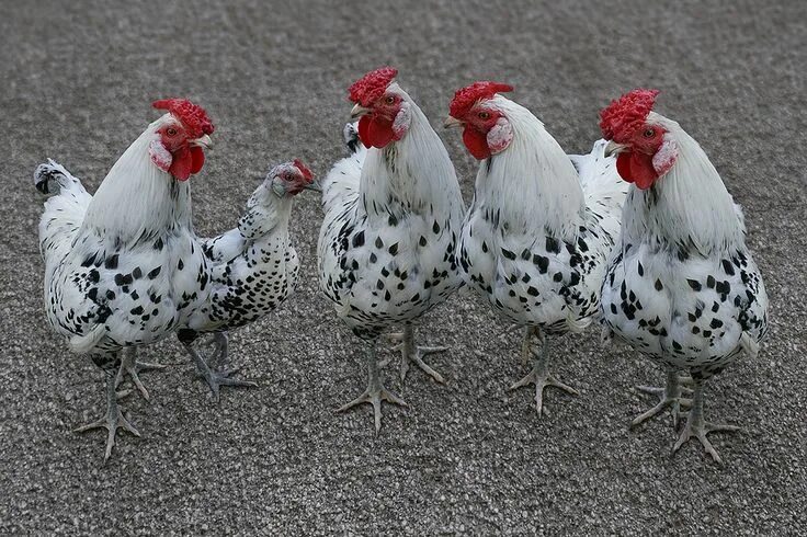 Порода кур мастер фото Pin on Hen Fancy chickens, Chickens backyard, Beautiful chickens