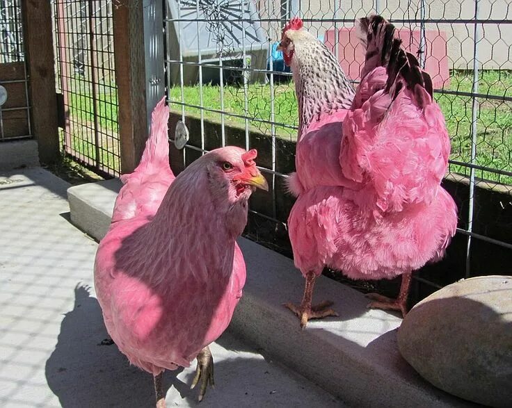 Порода кур несущие розовые яйца фото Oregon’s pink chicken mystery solved; owner explains Домашние цыплята, Куры на д