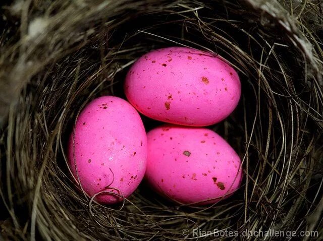 Порода кур несущие розовые яйца фото flamingo eggs Flamingo, Pink flamingos birds, Pink flamingos