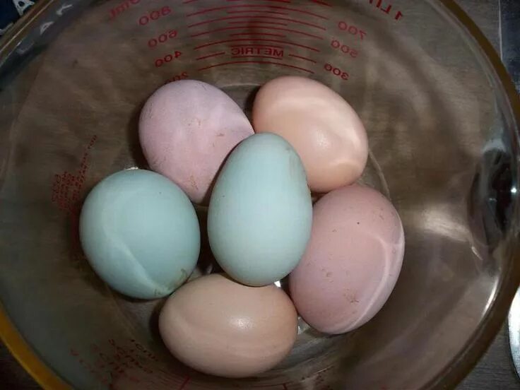 Порода кур несущие розовые яйца фото Egg Color Chart - Find Out What Egg Color Your Breed Lays Coloring eggs, Chicken