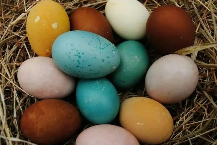 Порода кур несущие цветные яйца фото Pin by Amanda on Chickens Coloring eggs, Chicken egg colors, Easter egger chicke