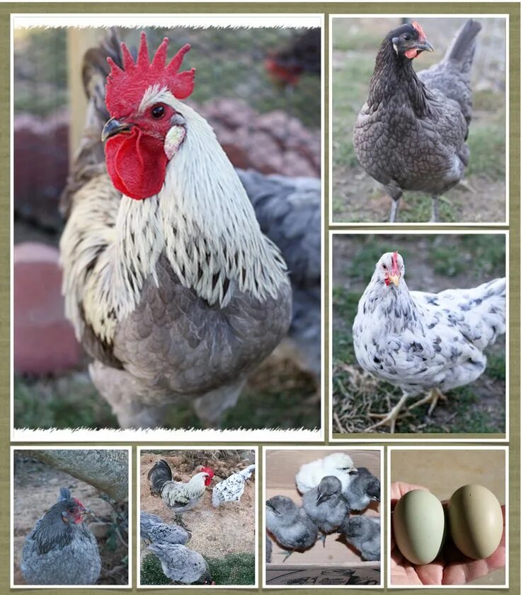 Порода кур несущих голубые яйца название фото Blue Isbar Blue chicken, Beautiful chickens, Chickens backyard