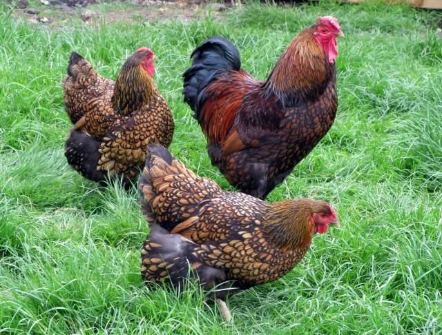 Порода кур описание фото отзывы Gold-laced Wyandotte Livestock poultry, Pet chickens, Chicken breeds