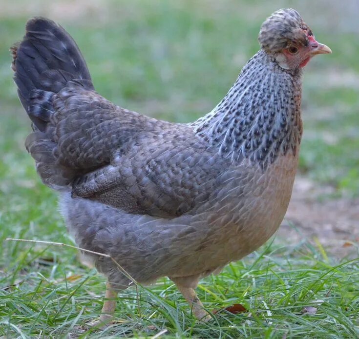 Marans Beautiful chickens, Chicken breeds, Meat birds