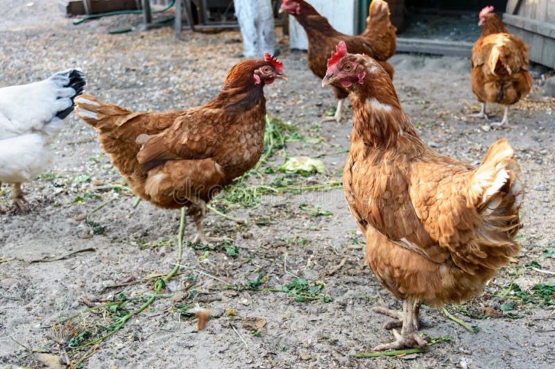 Порода кур редбро фото Several Red Farm Chicken Breeds: Redbro, Lohmann Brown, Hisex Brown, Hy-Line Sto