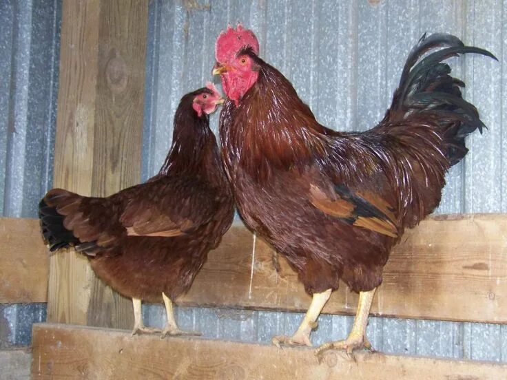 Порода кур родонит с фото Rhode-Island-Red Rhode island red chickens, Laying chickens, Best egg laying chi