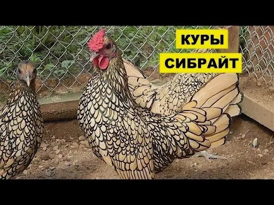 Порода кур сибрайт фото Разведение кур породы Сибрайт как бизнес идея Птицеводство Куры Сибрайт - YouTub