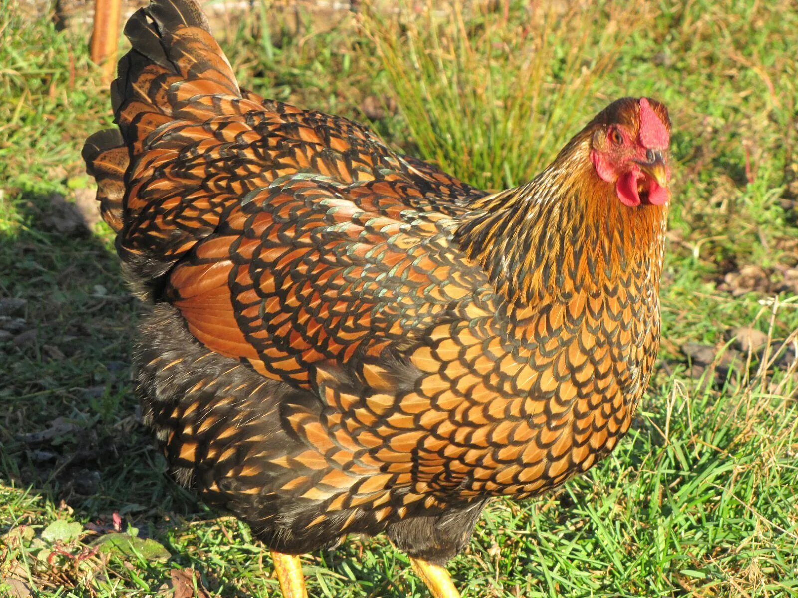 Порода кур виандот фото Wyandotte Contest! *WINNERS POSTED!* Wyandotte chicken, Best egg laying chickens