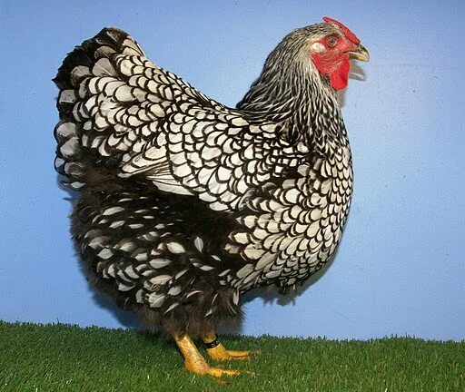 Порода кур виандот фото Pin by Gary Duncan on Chickens, Chicken Tractors & Coops Pet chickens, Raising b