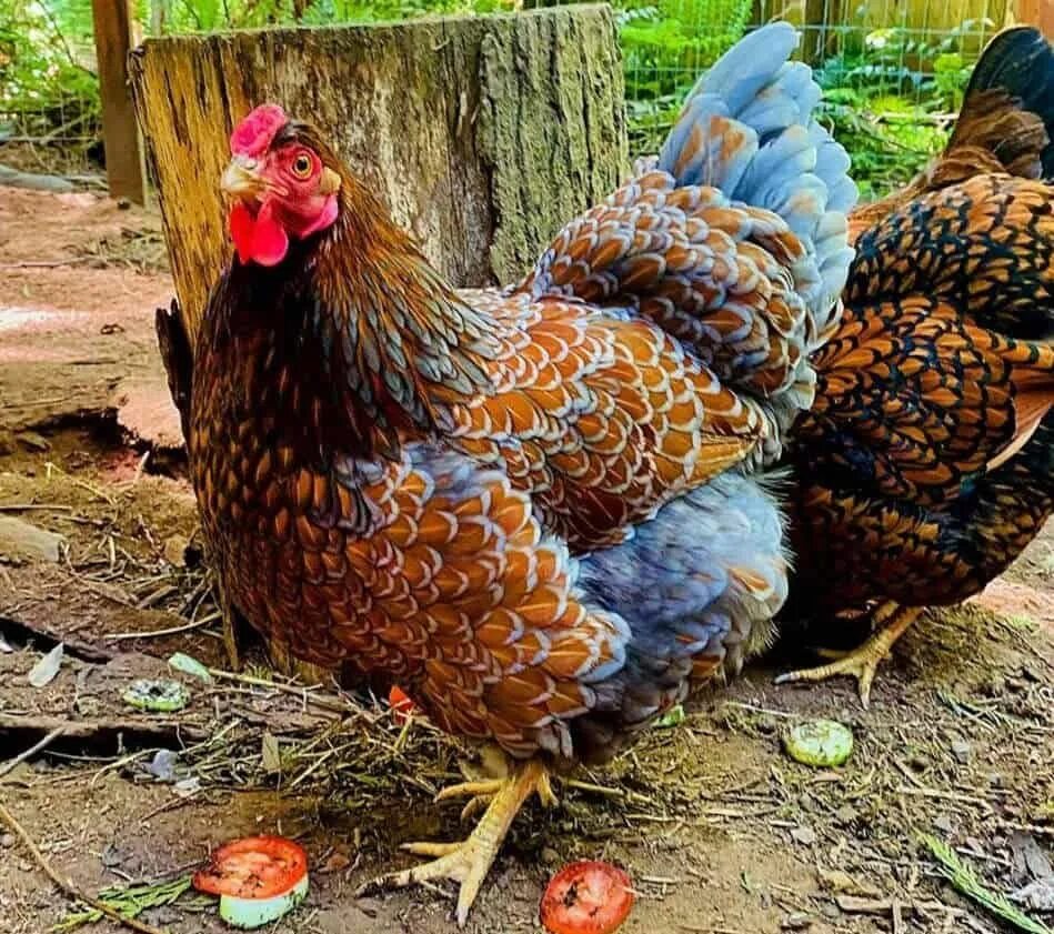 Порода кур виандот фото отзывы Blue Laced Red Wyandotte: Eggs, Height, Size and Raising Tips Fancy chickens, Wy