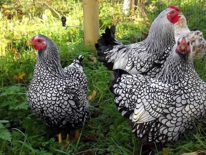 Порода кур виандот фото отзывы It's a beautiful world! Beautiful chickens, Fancy chickens, Chickens backyard