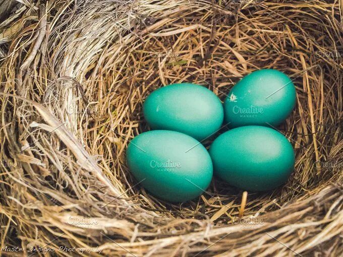 Порода кур зеленые яйца фото 01 Bird nest with 4 eggs Blue eggs, Eggs in a basket, Green eggs