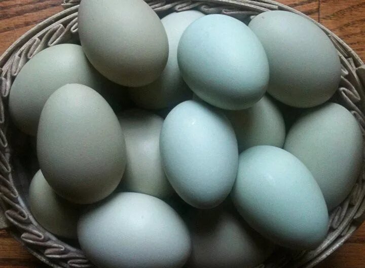 Порода кур зеленые яйца фото Farm Fresh Eggs (Americana Chicken Eggs) Americana chickens, Chickens backyard, 