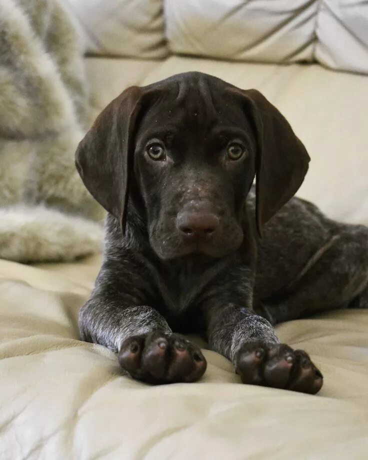 Порода курцхаар щенки фото Adorable GSP Puppy: Delta