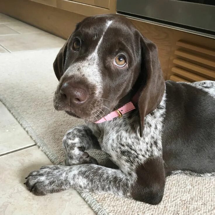 Порода курцхаар щенки фото German Shorthaired Pointer Puppy #gsp #puppy German shorthaired pointer dog, Ger