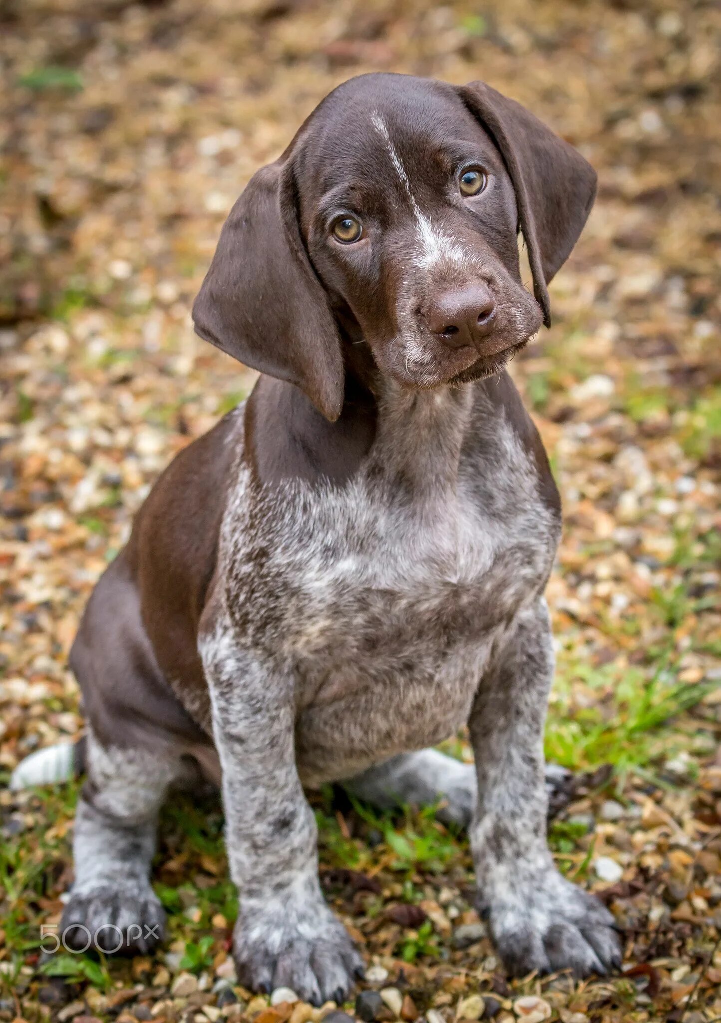 Порода курцхаар цена фото щенки Purdey 1 - Purdey, my Brother and his wife's new German Shorthaired Pointer (GSP