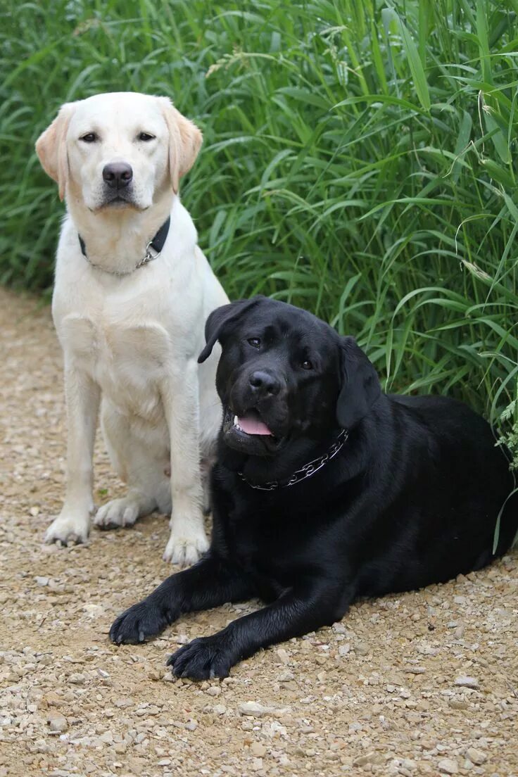 Порода лабрадор фото цена щенка Lovely Labs! Lab dogs, Dogs, Labrador retriever dog