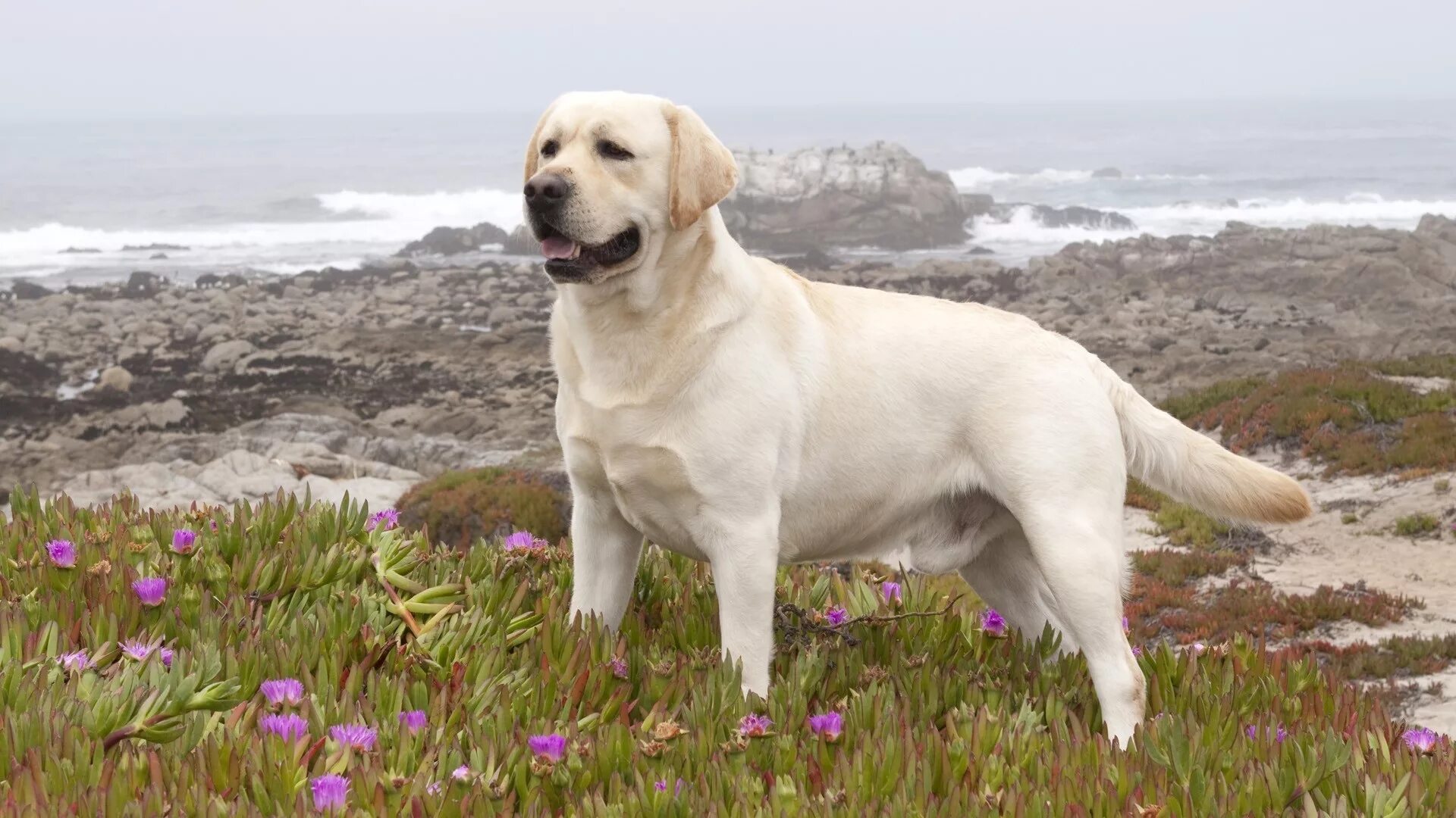 Порода лабрадор фото цена щенка Wallpaper : Labrador, retriever, anjing, rumput, bunga-bunga, berjalan 1920x1080