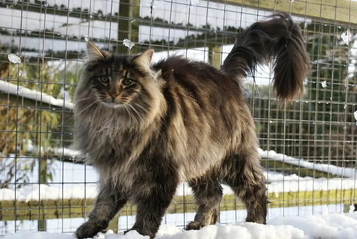 Порода лесная кошка фото Forest cat, Norwegian forest cat, Norwegian cat