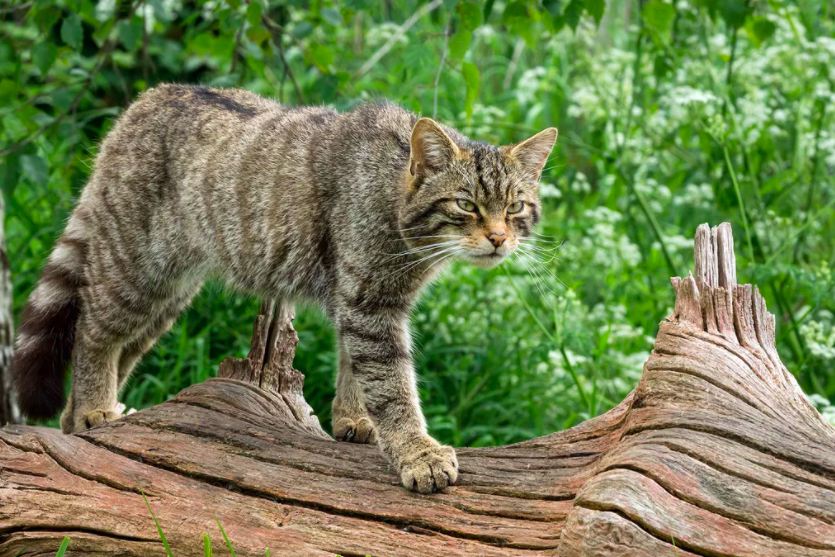 Порода лесной кот фото Песчаная кошка - дикая кошка из пустынь, стоимость которой начинается от 500 000